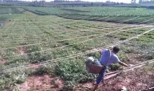 现在西瓜在产地一般多少钱一斤,全国西瓜产地与价格