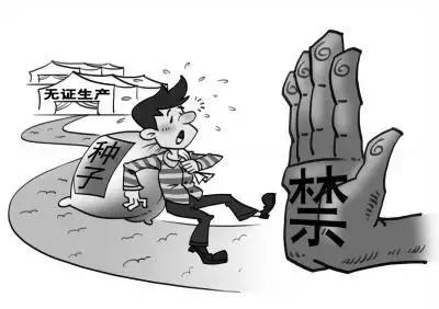 田地种的大果甜瓜,农场种植的甜瓜有二十多个品种