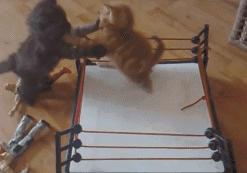 会踢球的男人,踢球的男生值得珍惜