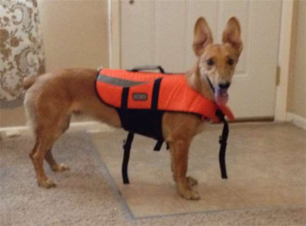 柯基和土狗的混血儿,马犬和柯基的混血后代