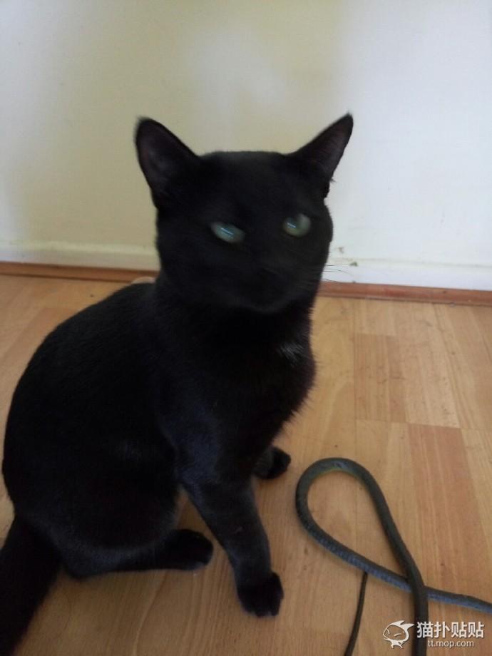 网友捡了一只老鼠,网友捡回来一只流浪猫