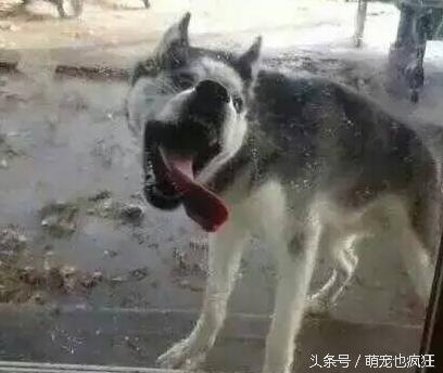 蠢狗哈士奇,养一只蠢萌的哈士奇是怎样的体验