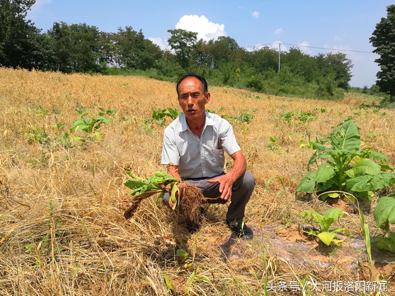 3000亩烟叶铲除损失多少,3000亩烟叶被毁是为什么