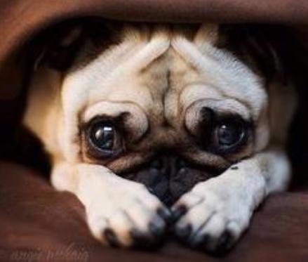 狗狗常见皮肤病区分,各个品种狗遗传疾病