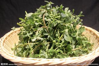 马齿苋和艾叶能一起煮水洗湿疹吗,马齿苋治湿疹的中药配方