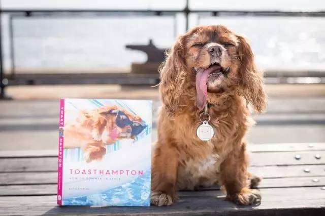 想要成为网红需要什么条件,想成为颜值网红