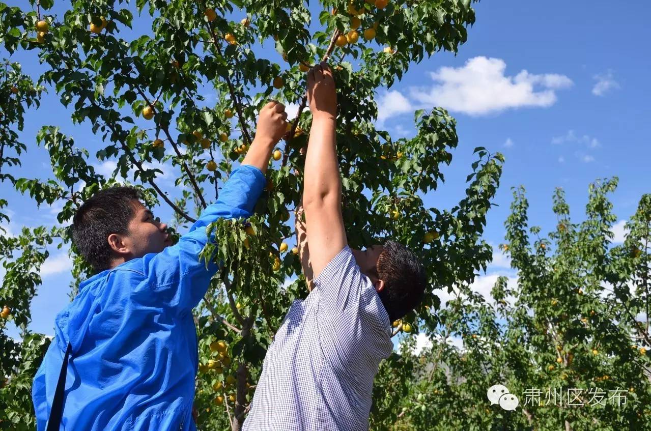 速递▏想参加金佛寺镇“花之海”观光旅游节暨第二届李广杏采摘节的友友们，节会最新进展情况在这里！