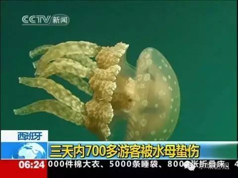 被水母刺到怎么办,水母蜇伤现场急救处理