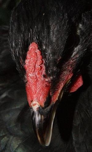 鸡为什么会生出长形鸡蛋,鸡蛋的颜色与鸡有什么关系