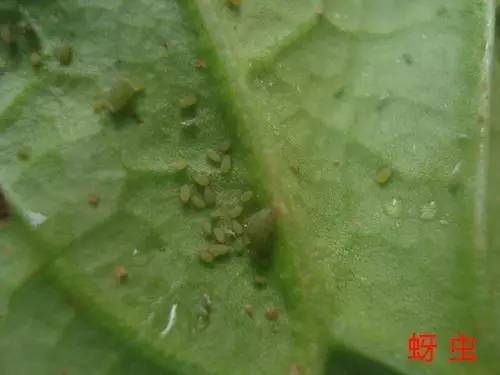 便宜没好货贵了也未必就一定好,便宜没好货别等上当再后悔