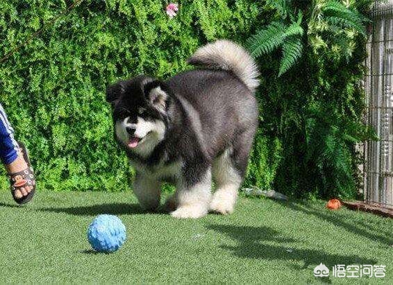 阿拉斯加犬怎么训练听话,如何训练阿拉斯加犬听话