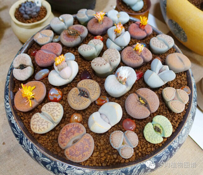 生石花晒伤了怎么处理,生石花晒伤的表现