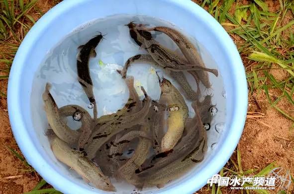 良种泥鳅养殖,牛粪养殖高品质泥鳅