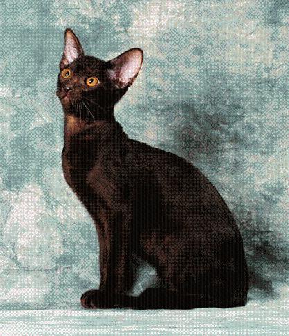 最便宜的宠物猫咪品种图片及价格,哪个品种的猫咪性格最好最温顺