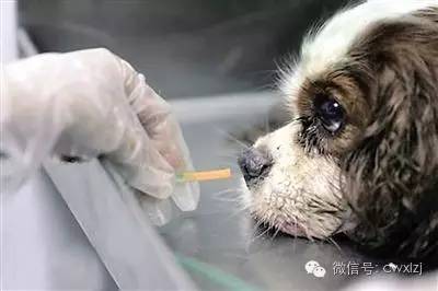 狗狗中暑有药吃吗,狗狗中暑能不能用凉水