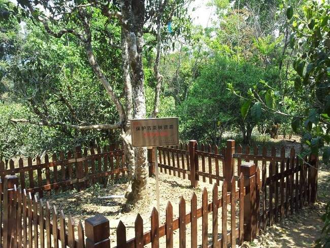 真老班章跟假老班章区别,好的老班章优劣