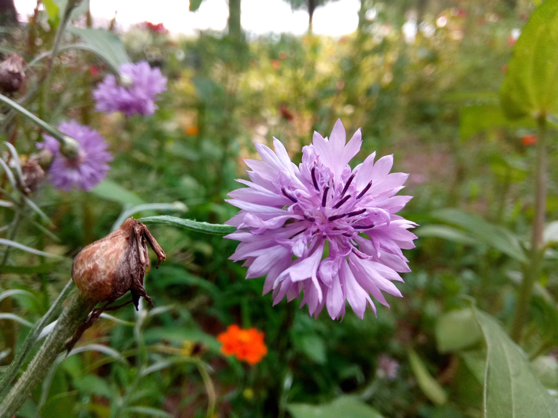 小品牌性价比电动车,酷比max5参数