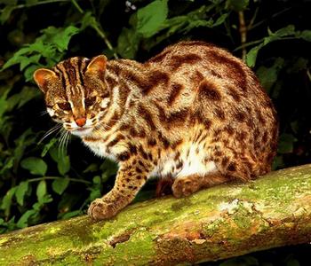 最便宜的宠物猫咪品种图片及价格,哪个品种的猫咪性格最好最温顺