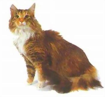 最便宜的宠物猫咪品种图片及价格,哪个品种的猫咪性格最好最温顺