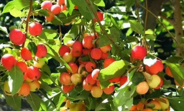 牡丹江人有福吗,牡丹江人生活好吗