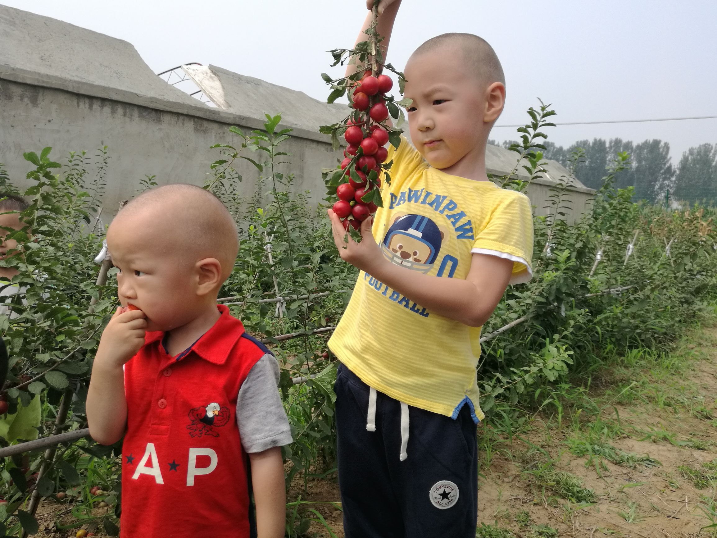 欧李是什么李子,欧李与普通李子的区别