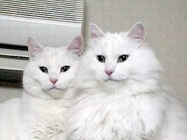 最便宜的宠物猫咪品种图片及价格,哪个品种的猫咪性格最好最温顺