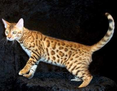 最便宜的宠物猫咪品种图片及价格,哪个品种的猫咪性格最好最温顺