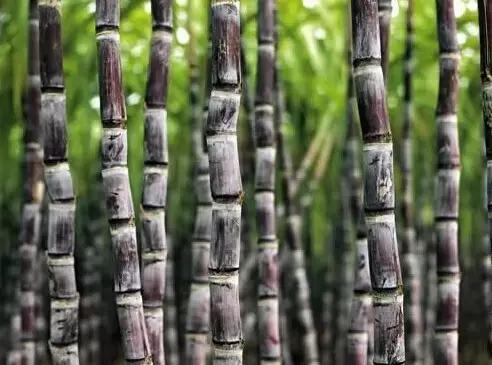 贫血输血能不能报销,贫血礼包