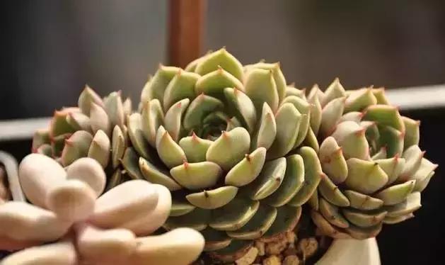 肉肉怎么浇水最好最合适,肉肉浇水最好的方法