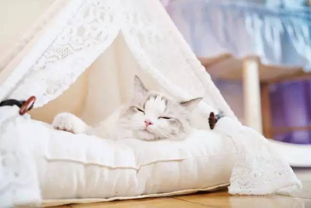 自媒体大事件,网红大v的猫狗