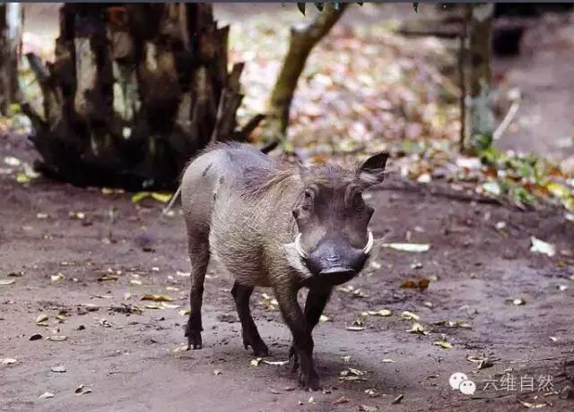 寿命最长的疣猪,见识一下疣猪顽强的生命力
