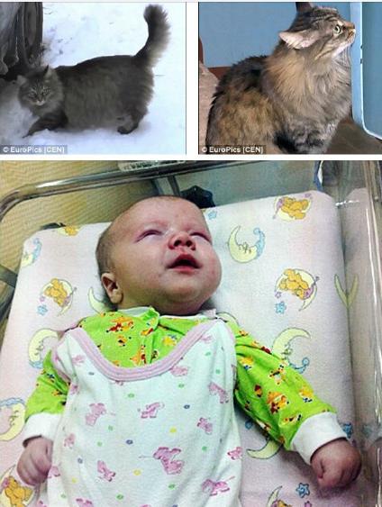 俄罗斯豹纹猫,尾气猫