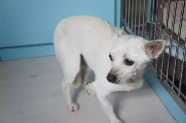 流浪狗被箭射穿违法吗,流浪狗被箭射穿