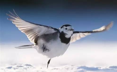 鵟䴕鹡，这些鸟的名字怎么念？