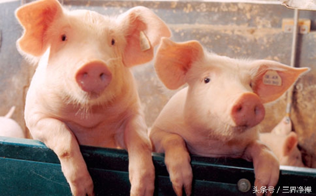 今年犯太岁的生肖要怎么规避,兔犯太岁戴什么生肖化解吉祥