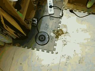 如何避免买狗粮被骗？4招教你辨别好狗粮！