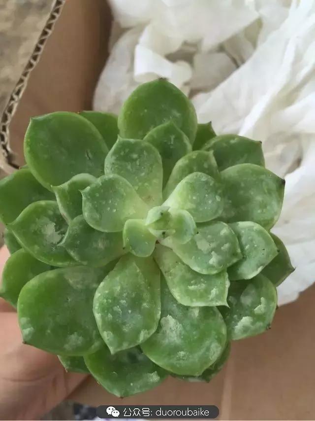 买多肉的3个雷区,某宝买的植物