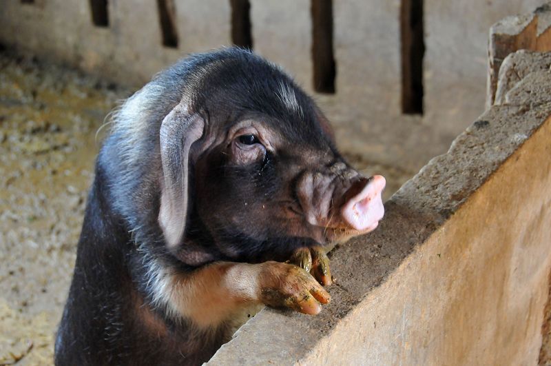 母猪产后消炎林可霉素打多少毫升,母猪产后消炎用药过多会如何