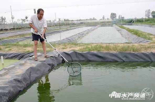 良种泥鳅养殖,牛粪养殖高品质泥鳅