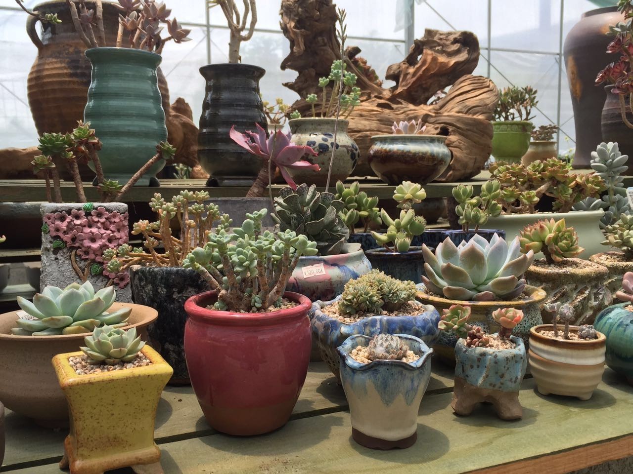 多肉包邮免费送,可爱多肉组合