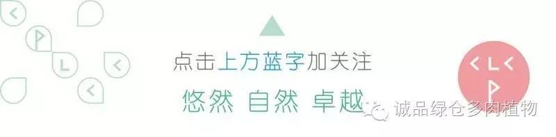 多肉用白石子铺面好吗,养多肉用什么铺面石好