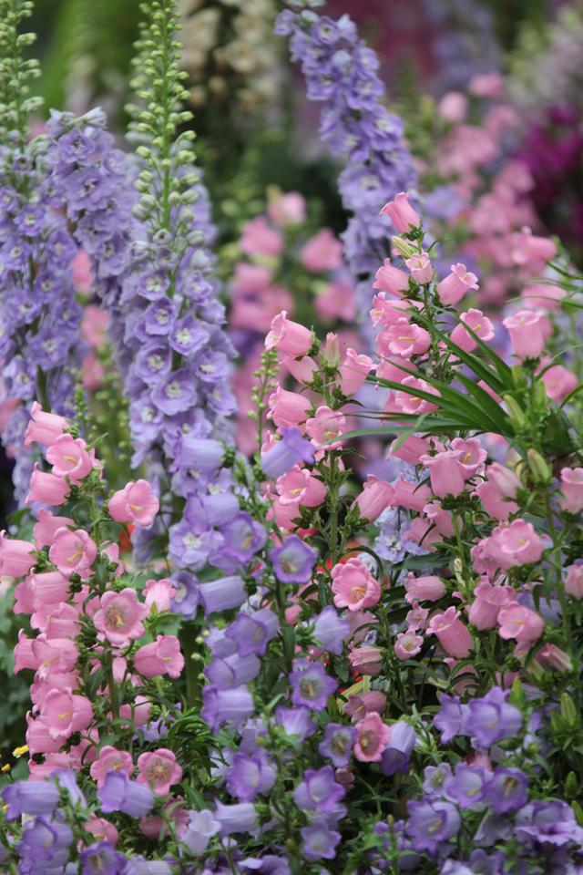 有哪些好听的花儿,好看花儿的名字有哪些