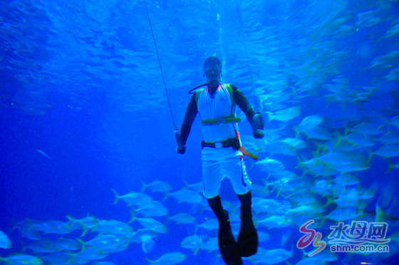 鲸鲨海洋公园,鲸鲨海洋馆表演