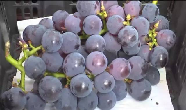 闽北葡萄又一村,教您如何挑选葡萄王