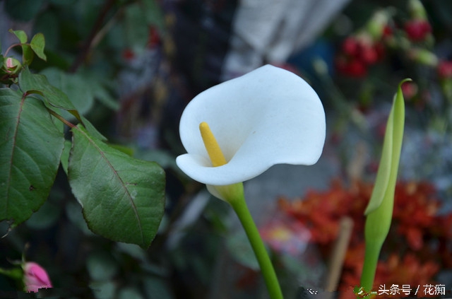 马蹄莲其实是这样养的，你做的对吗？