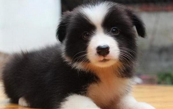 边牧可以照顾小孩吗,边牧来大姨妈如何照顾