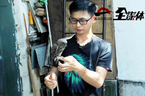 流浪猫咬死猫头鹰,猫头鹰被猫咬死