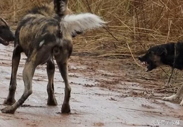 当非洲野狗遇到土狗，相互怒视，土狗威武，把野狗群都给吓跑了