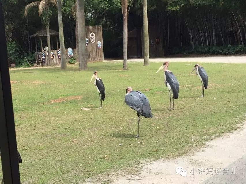 长隆野生动物园攻略亲子游三天,从广州长隆到珠海长隆亲子游攻略