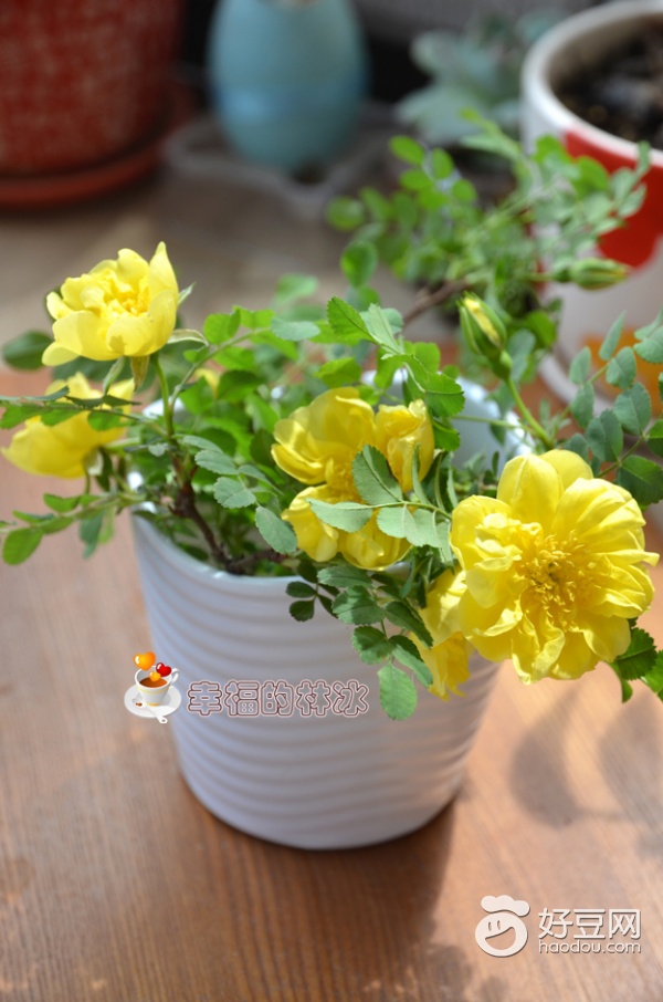 海鲜墨鱼干做法视频,海鲜墨鱼干怎么做法好吃